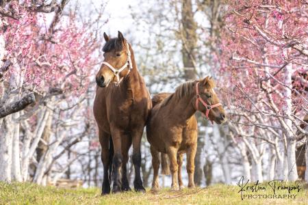 Posestvo Dobrodih, Kristina Trampuš